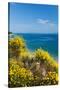 Flowering Broom at Coastal Landscape, Makarska Riviera, Dalmatia, Croatia-null-Stretched Canvas