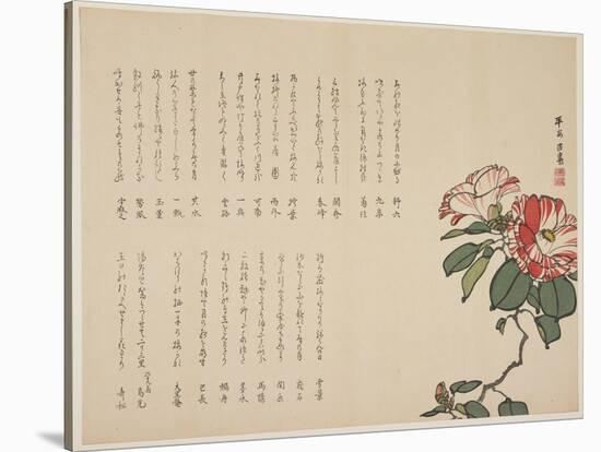 Flowering Camellia, C.1818-1829-Hyakuj?-Stretched Canvas