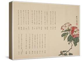 Flowering Camellia, C.1818-1829-Hyakuj?-Stretched Canvas