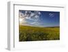 Flowering canola in the Flathead Valley, Montana, USA-Chuck Haney-Framed Photographic Print