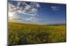 Flowering canola in the Flathead Valley, Montana, USA-Chuck Haney-Mounted Photographic Print