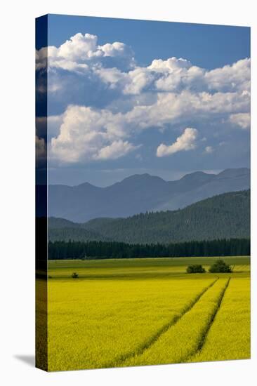 Flowering canola in the Flathead Valley, Montana, USA-Chuck Haney-Stretched Canvas