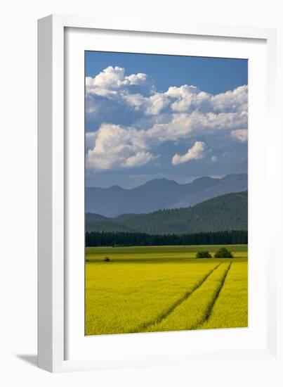 Flowering canola in the Flathead Valley, Montana, USA-Chuck Haney-Framed Photographic Print