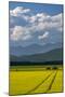 Flowering canola in the Flathead Valley, Montana, USA-Chuck Haney-Mounted Photographic Print