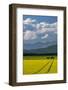 Flowering canola in the Flathead Valley, Montana, USA-Chuck Haney-Framed Photographic Print