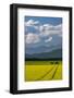 Flowering canola in the Flathead Valley, Montana, USA-Chuck Haney-Framed Photographic Print