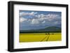 Flowering canola in the Flathead Valley, Montana, USA-Chuck Haney-Framed Photographic Print