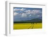 Flowering canola in the Flathead Valley, Montana, USA-Chuck Haney-Framed Photographic Print