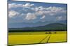 Flowering canola in the Flathead Valley, Montana, USA-Chuck Haney-Mounted Photographic Print