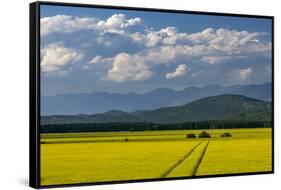 Flowering canola in the Flathead Valley, Montana, USA-Chuck Haney-Framed Stretched Canvas