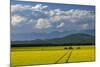 Flowering canola in the Flathead Valley, Montana, USA-Chuck Haney-Mounted Photographic Print