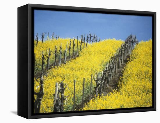 Flowering Charlock in Carneros Region, Napa Valley, Calif.-Hendrik Holler-Framed Stretched Canvas