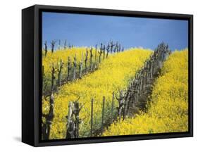 Flowering Charlock in Carneros Region, Napa Valley, Calif.-Hendrik Holler-Framed Stretched Canvas