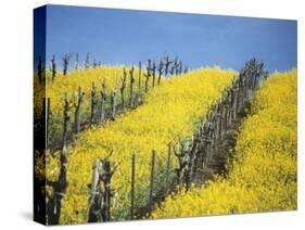 Flowering Charlock in Carneros Region, Napa Valley, Calif.-Hendrik Holler-Stretched Canvas