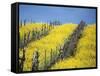 Flowering Charlock in Carneros Region, Napa Valley, Calif.-Hendrik Holler-Framed Stretched Canvas