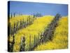 Flowering Charlock in Carneros Region, Napa Valley, Calif.-Hendrik Holler-Stretched Canvas