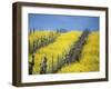 Flowering Charlock in Carneros Region, Napa Valley, Calif.-Hendrik Holler-Framed Photographic Print