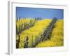 Flowering Charlock in Carneros Region, Napa Valley, Calif.-Hendrik Holler-Framed Photographic Print