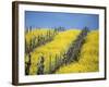 Flowering Charlock in Carneros Region, Napa Valley, Calif.-Hendrik Holler-Framed Photographic Print