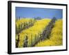 Flowering Charlock in Carneros Region, Napa Valley, Calif.-Hendrik Holler-Framed Photographic Print