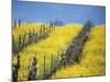 Flowering Charlock in Carneros Region, Napa Valley, Calif.-Hendrik Holler-Mounted Photographic Print