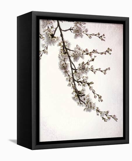 Flowering Cherry I-Kathy Mahan-Framed Stretched Canvas