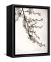 Flowering Cherry I-Kathy Mahan-Framed Stretched Canvas