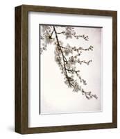 Flowering Cherry I-Kathy Mahan-Framed Photo