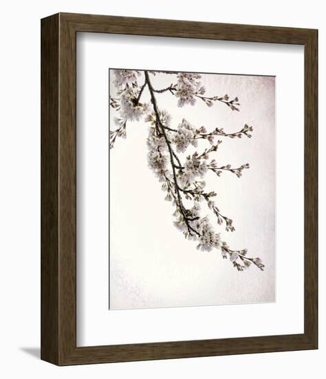 Flowering Cherry I-Kathy Mahan-Framed Photo