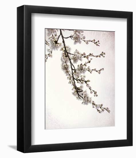 Flowering Cherry I-Kathy Mahan-Framed Photo