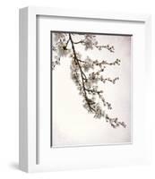 Flowering Cherry I-Kathy Mahan-Framed Photo