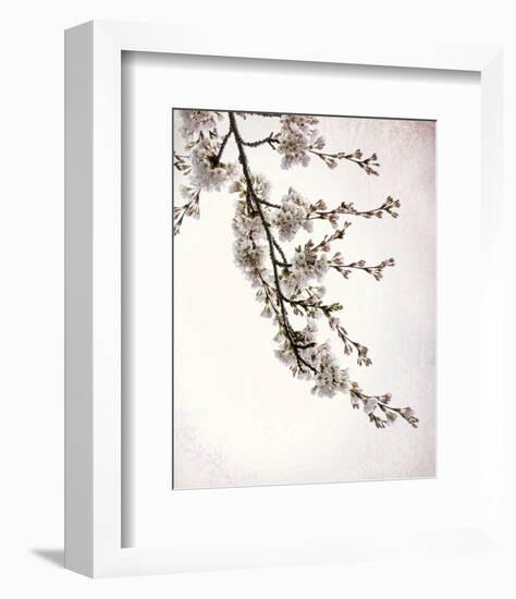 Flowering Cherry I-Kathy Mahan-Framed Photo