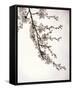 Flowering Cherry I-Kathy Mahan-Framed Stretched Canvas