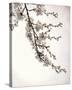 Flowering Cherry I-Kathy Mahan-Stretched Canvas