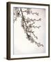 Flowering Cherry I-Kathy Mahan-Framed Photo