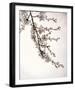 Flowering Cherry I-Kathy Mahan-Framed Photo