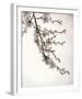 Flowering Cherry I-Kathy Mahan-Framed Photo