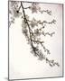 Flowering Cherry I-Kathy Mahan-Mounted Photo