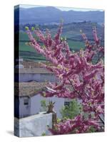 Flowering Cherry Tree and Whitewashed Buildings, Ronda, Spain-Merrill Images-Stretched Canvas