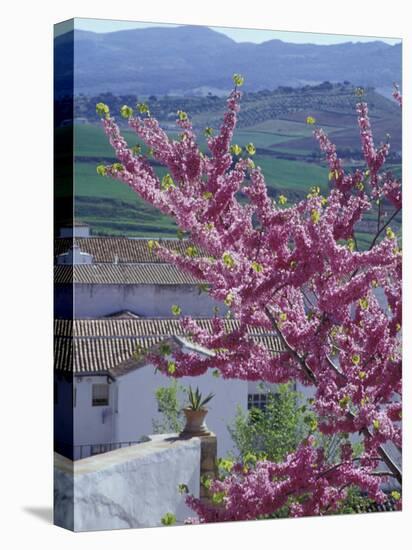 Flowering Cherry Tree and Whitewashed Buildings, Ronda, Spain-Merrill Images-Stretched Canvas
