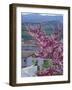 Flowering Cherry Tree and Whitewashed Buildings, Ronda, Spain-Merrill Images-Framed Photographic Print