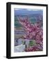 Flowering Cherry Tree and Whitewashed Buildings, Ronda, Spain-Merrill Images-Framed Photographic Print