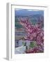 Flowering Cherry Tree and Whitewashed Buildings, Ronda, Spain-Merrill Images-Framed Photographic Print