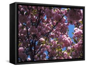 Flowering Cherry Tree, Ct-Kurt Freundlinger-Framed Stretched Canvas