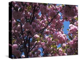 Flowering Cherry Tree, Ct-Kurt Freundlinger-Stretched Canvas