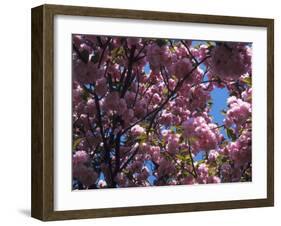 Flowering Cherry Tree, Ct-Kurt Freundlinger-Framed Photographic Print