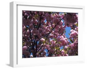 Flowering Cherry Tree, Ct-Kurt Freundlinger-Framed Photographic Print