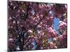 Flowering Cherry Tree, Ct-Kurt Freundlinger-Mounted Photographic Print