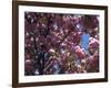 Flowering Cherry Tree, Ct-Kurt Freundlinger-Framed Photographic Print