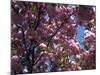 Flowering Cherry Tree, Ct-Kurt Freundlinger-Mounted Photographic Print